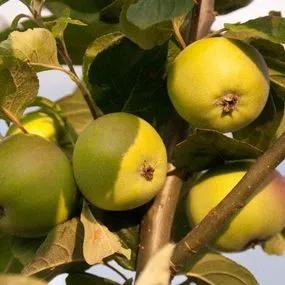 Peasgood Nonsuch Apple Tree (Malus domestica Peasgood Nonsuch) 1
